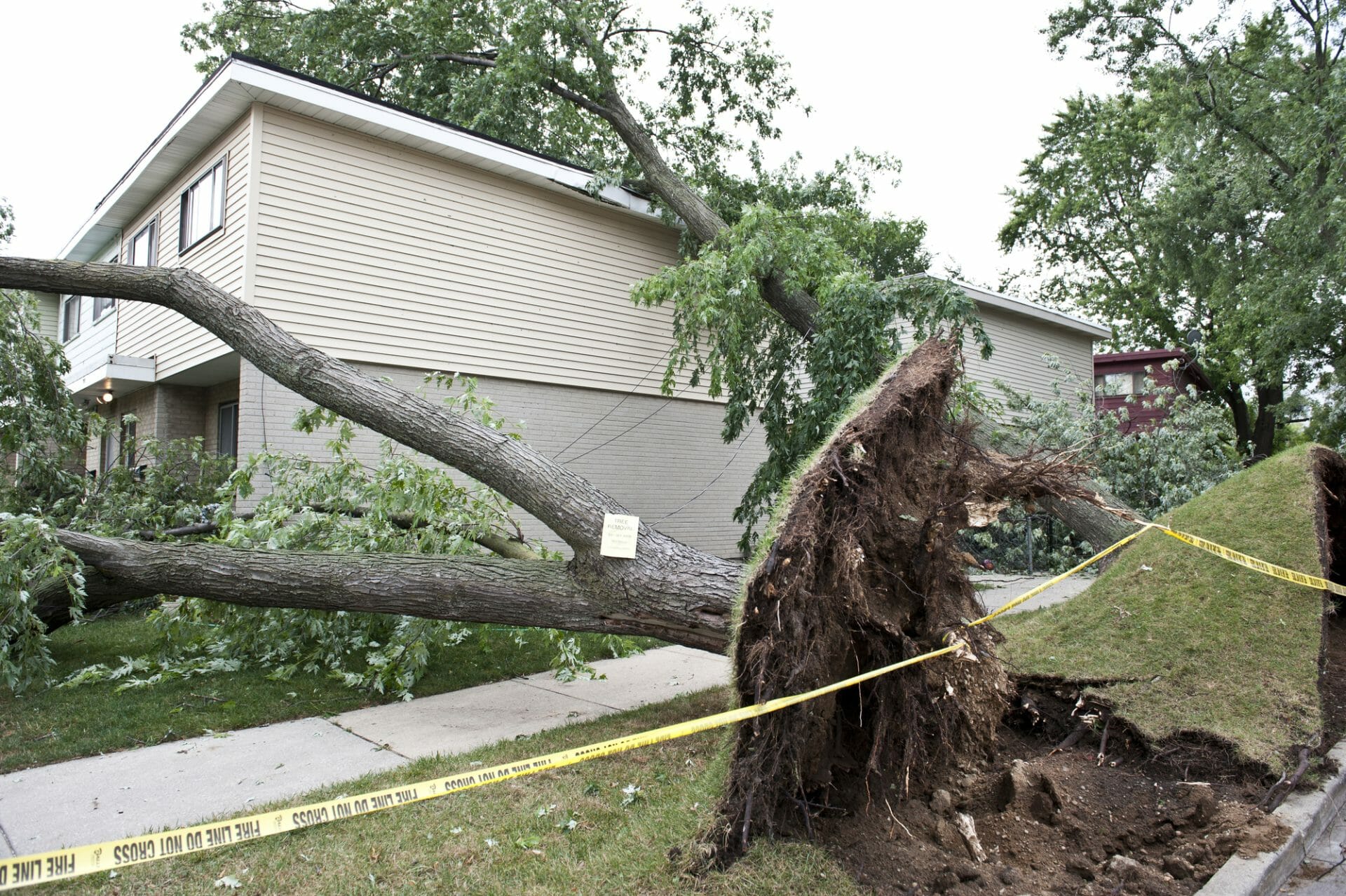 Tree service taking out a tree damaged from storm