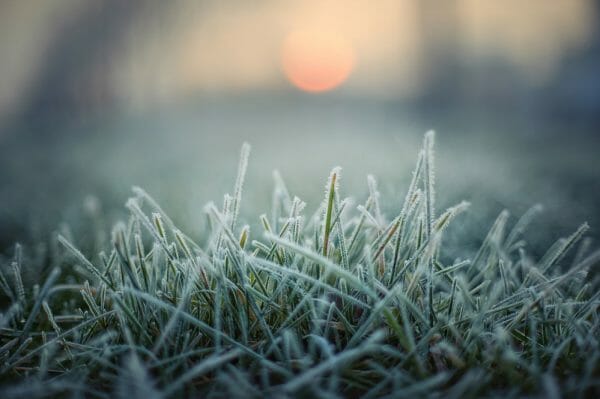 frozen grass