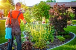 Guy doing Landscape Maintenance