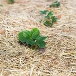 straw mulch
