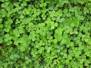 clover