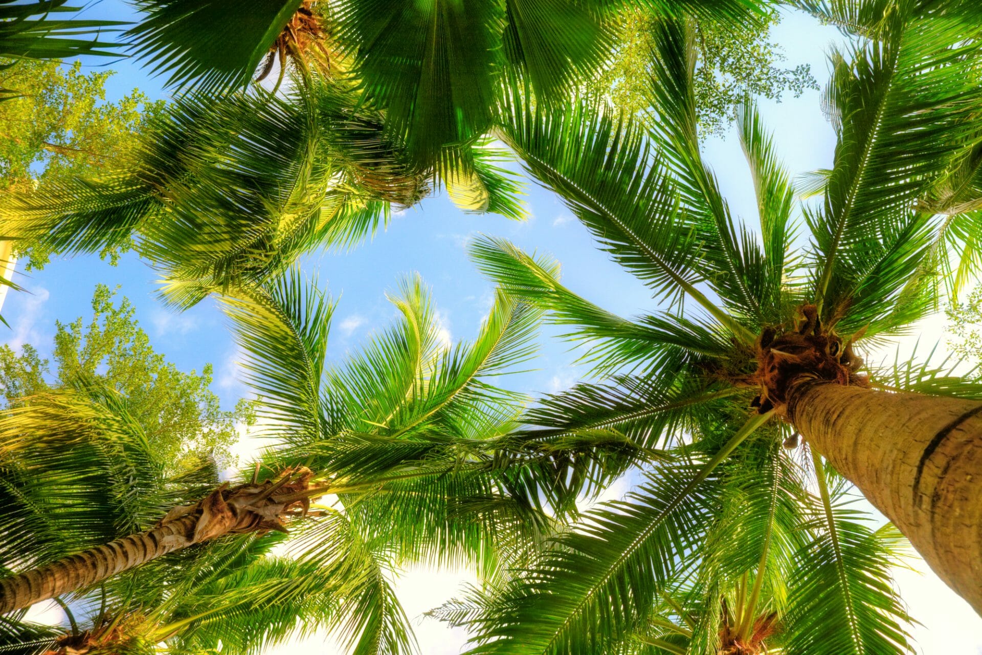 looking up to the sky through palm trees