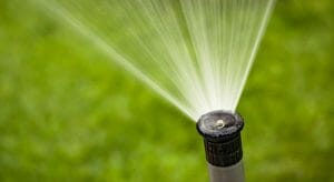 4 Tips To Revive Your Cold Damage Plants