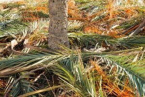 Pruning Palm Trees: Essential Tips for Maintenance