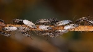 Battling Lawn Pests in Southwest Florida: Chinch Bugs