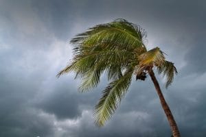 Palm Tree During Hurricane