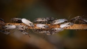 Effective Lawn Pest Control Strategies for Commercial Properties in Fall